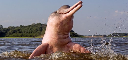 Amazonasdelfin, (Inia geoffrensis)