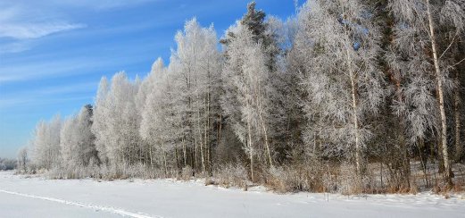 Winter Russland Birken