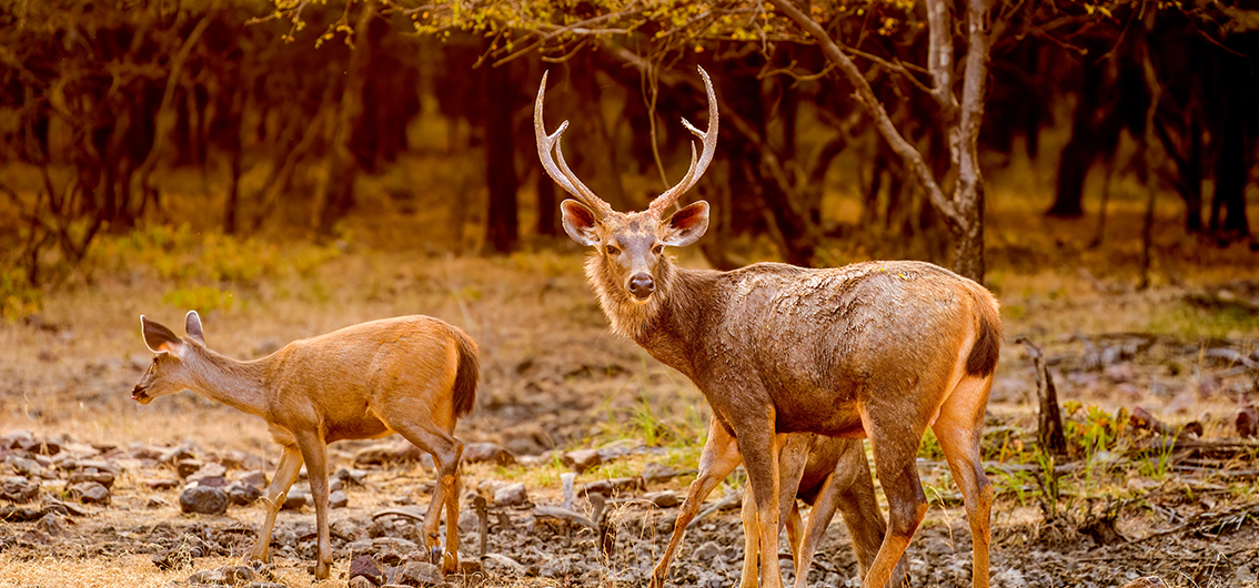 Day 6. Ranthambore National Park