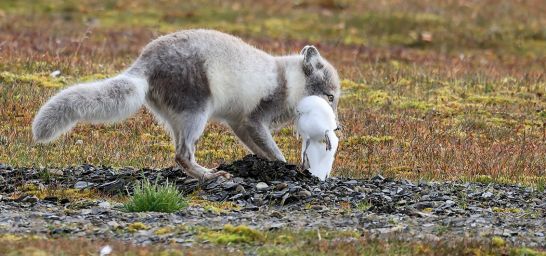 Polarfuchs auf Spitzbergen