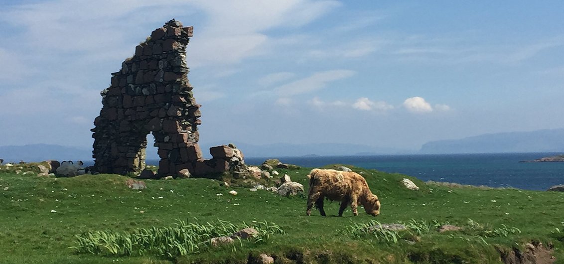 Zauseliges Hochland-Rind auf der Insel Iona, Schottland