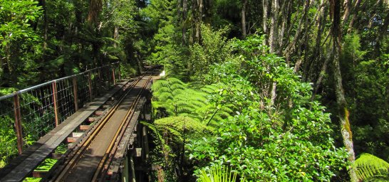 Driving Creek-Strecke durch den wieder aufgeforsteten Regenwald, Neuseeland