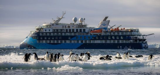 MS_Ocean_Albatros_Adeliepinguine MS_Ocean_Albatros_Adeliepinguine