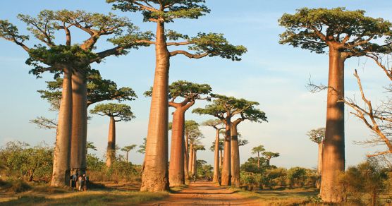 Allee der Baobabs, Madagaskar