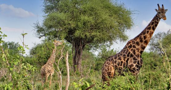 Afrika