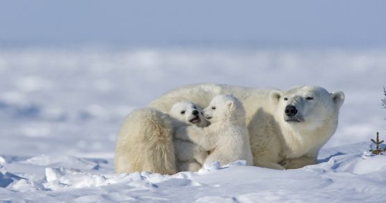 Spitzbergen