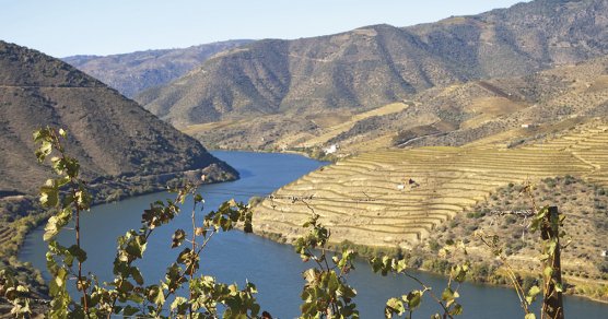 Weinberge im Douro-Tal