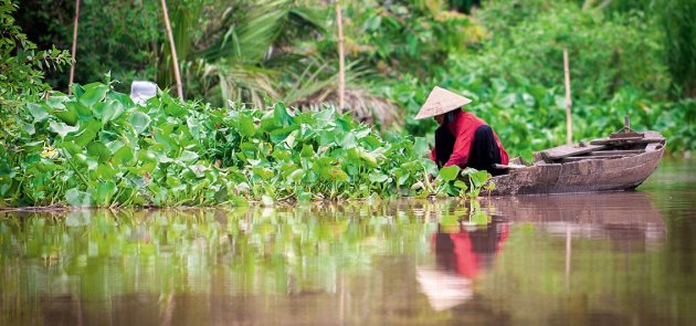 Frau in einem Boot beim Sammeln von Gemüse auf dem Mekong