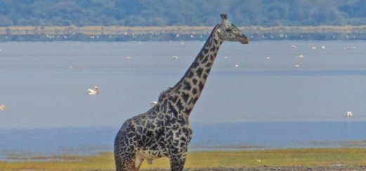 Massai-Giraffe am Lake Manyara