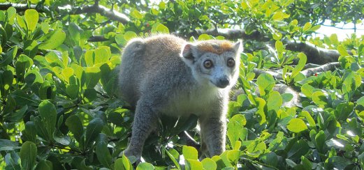 Neugieriger Lemur