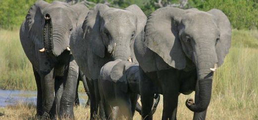 Elefanten im Chobe-Nationalpark