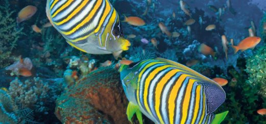 Pfauen-Kaiserfische im Great Barrier Reef