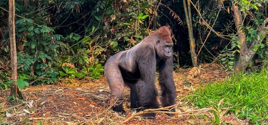 Flachlandgorilla