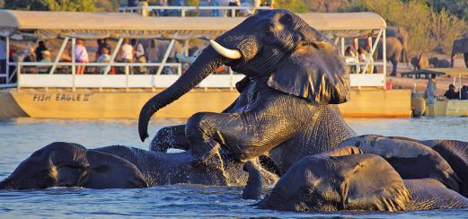 Elefanten im Chobe-Nationalpark