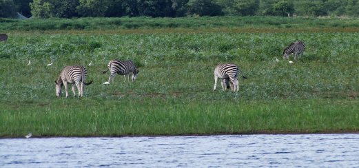 Zebras am Ufer 