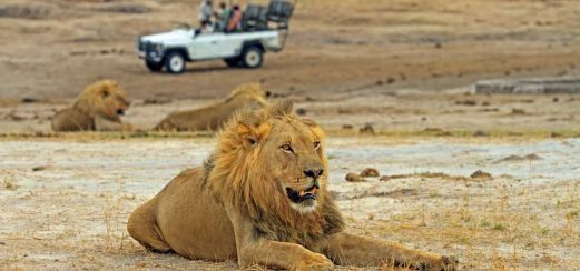 Löwe im Hwange-Nationalpark