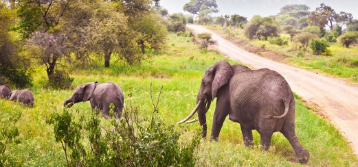 Elefant Safari Afrika 