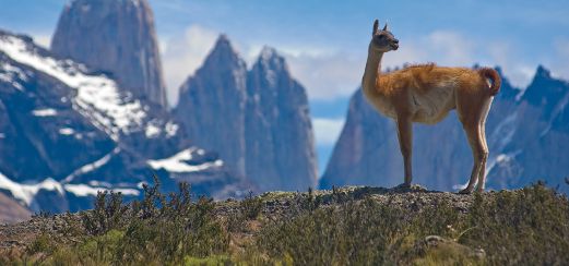 Torres del Paine: Lama in Patagonien Torres del Paine: Lama in Patagonien