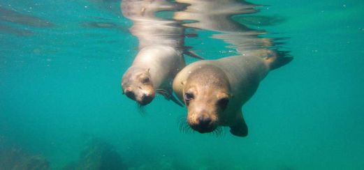 Schnorcheln mit neugierigen Seelöwen