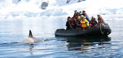 Auf Tuchfühlung mit der faszinierenden Tierwelt der Antarktis