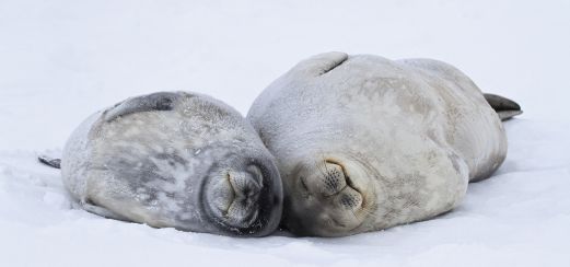 Robben in der Antarktis