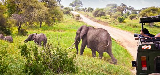 Auf Safari