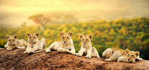 Löwennachwuchs