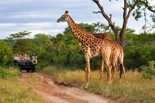 Auf Tuchfühlung mit Giraffen