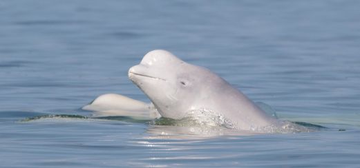 Beluga-Wale in der Hudson Bay