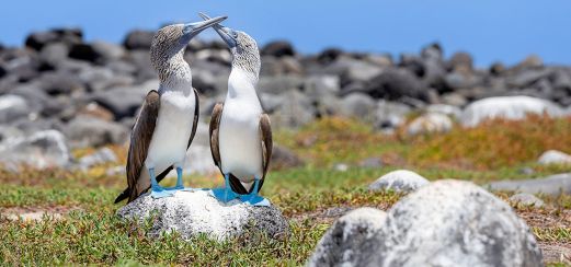Blaufußtölpel auf den Galápagos-Inseln