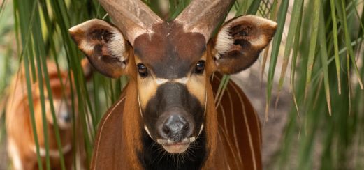 Bongo-Antilope