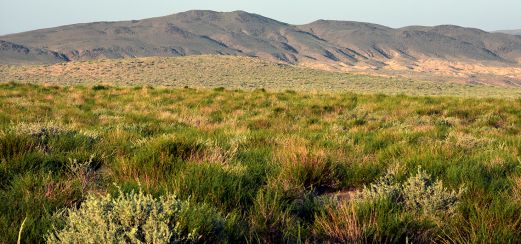 Wüste Gobi, Mongolei