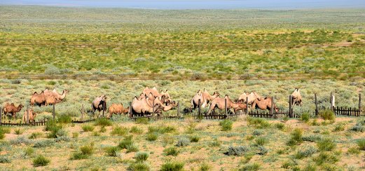 Kamele in der Wüste Gobi, Mongolei