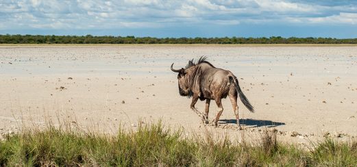 Ein Gnu stapft durch die Salzpfanne