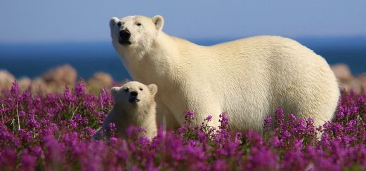 Eisbär mit Jungem auf Fireweed Island