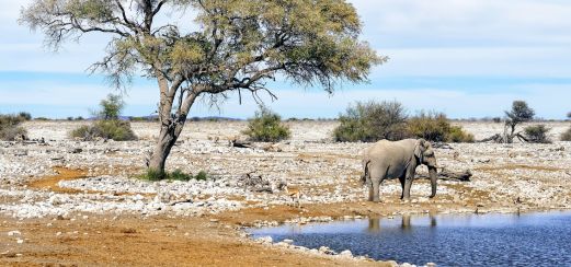 Elefant im Etosha Nationalpark