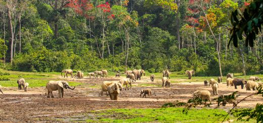Elefanten im Dzanga-Sangha-Nationalpark