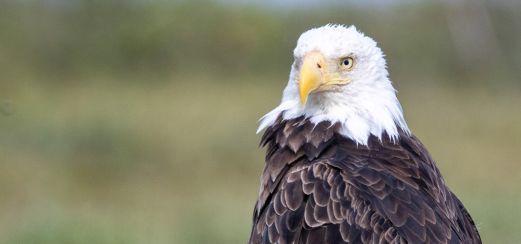 Entdecken Sie Kanadas Seevögel