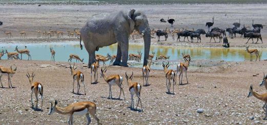 Etosha-Nationalpark