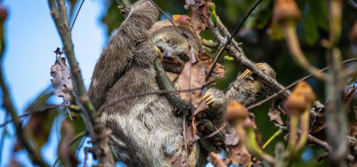 Faultier im Amazonas-Regenwald