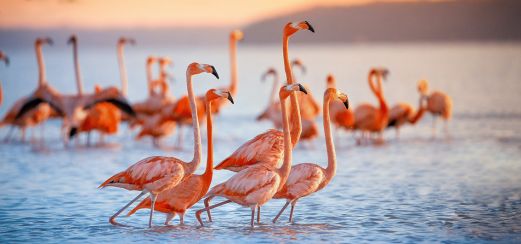 Flamingos auf der Insel Isabela