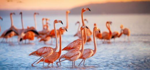 Flamingos im Naturparadies Galápagos-Archipel