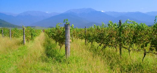 Weinanbau in Georgien