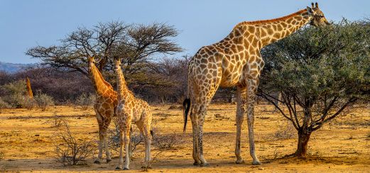 Giraffen im Etosha-Nationalpark