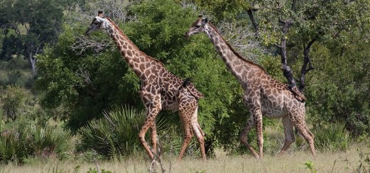 Giraffen im wildreichen Krüger-Nationalpark