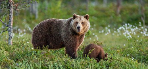 Grizzlybären