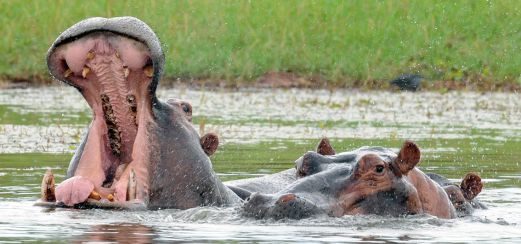 Hippos
