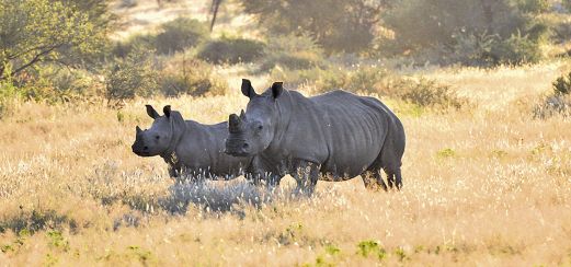 Im Etosha-Nationalpark