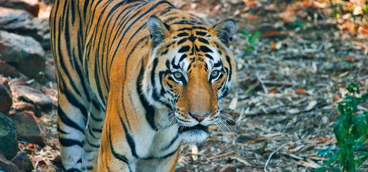Tiger im Ranthambore-Nationalpark, Indien