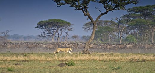 Jäger und Gejagte in der Serengeti